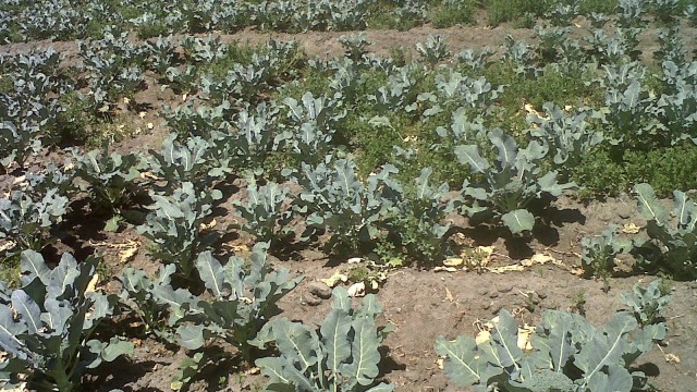 PRODUCCIÓN DE BRÓCOLI (12).jpg