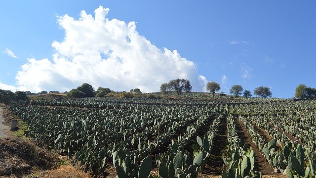 NOPAL2.jpg