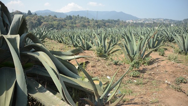 MAGUEY (2).JPG