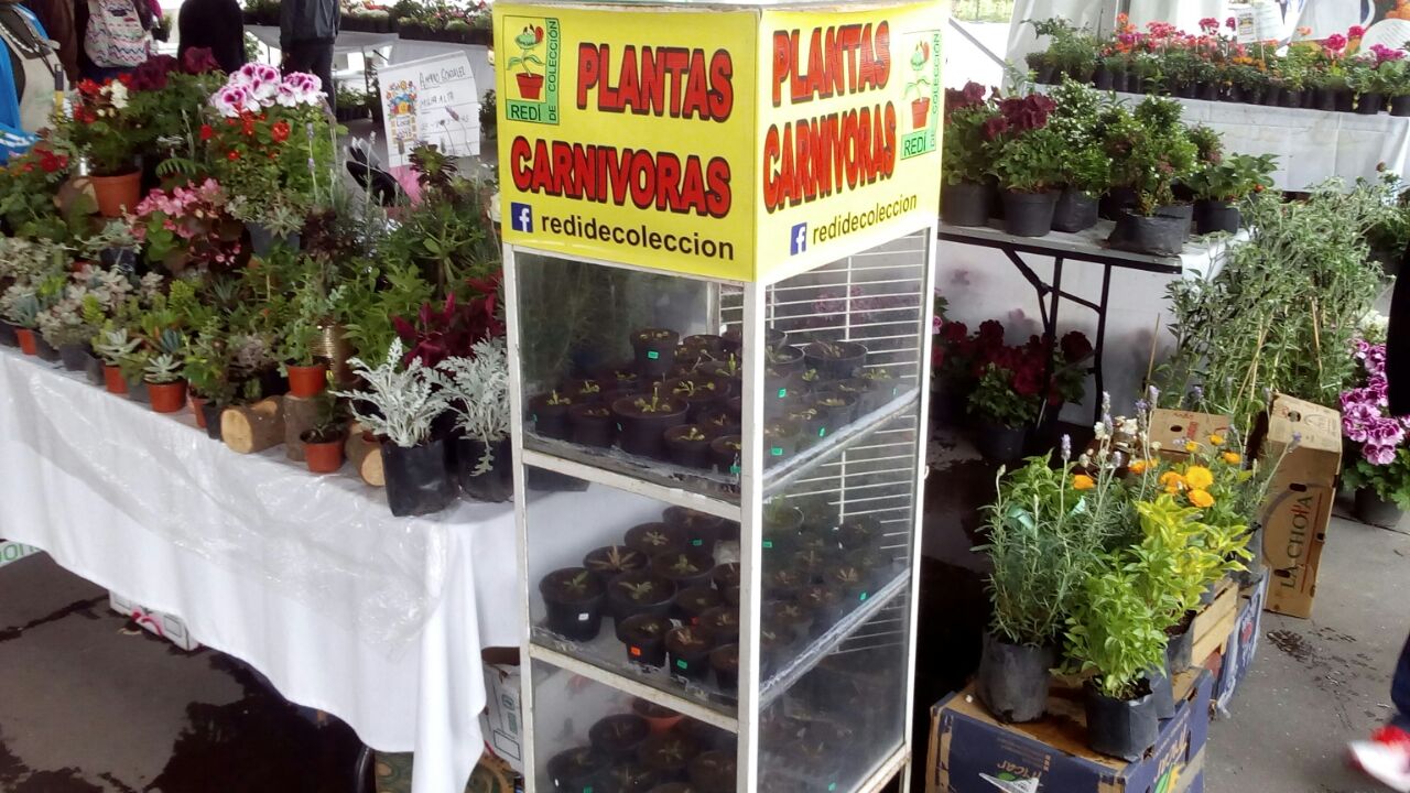 Plantas carnívoras en el último día de la Feria Consume Local CDMX “Flores  de la Ciudad 2108”